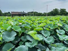 -梁鸿国家湿地公园