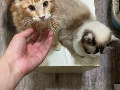 -欣宠猫屋·矮脚拿破仑·蓝金金渐层