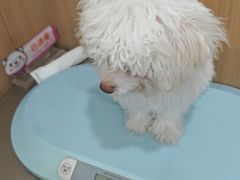 -米苏动物医院·犬猫专科·骨科外科内窥镜