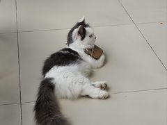 -怪兽屋·羊驼·猫咖·狗咖(俊华广场店)