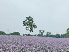 -同里国家湿地公园