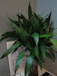 -苑苑vbeauty科技美容SPA