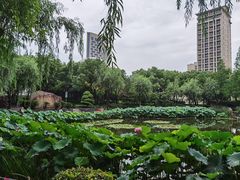 -陈家山荷花公园