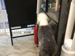 -Pets First伊珊娜洗护·精致美容·家庭式寄养(新会路店)