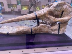 -陕西自然博物馆