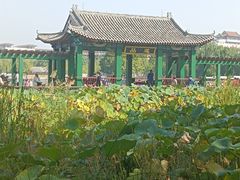 -莲花池公园