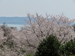 -香雪海
