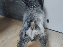 -美联众合宠物医院·爱萌分院·内外科·猫科中心