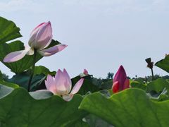 -梁鸿国家湿地公园