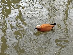 -扬州市茱萸湾风景区