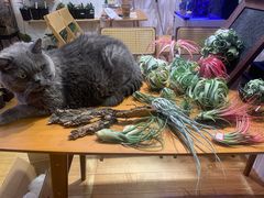 -Rabbit Cafe私房西餐甜点咖啡(栖霞路店)