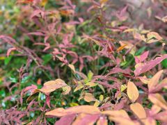 -扬州大运河文化旅游度假区·盆景园