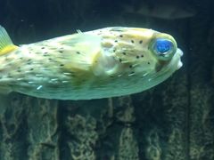 -北戴河圣蓝海洋公园