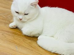 -COLOR PETS 撸猫馆·购猫·猫咖(长风大悦城店)