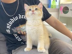 -lincat·猫舍(广州店)