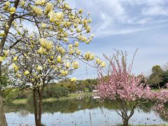 -无锡蠡湖国家湿地公园-蠡园