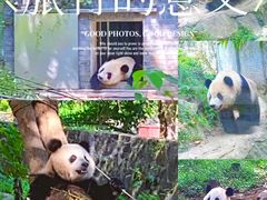 -都江堰中华大熊猫苑