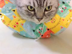 -喜多萌中农锦绣动物医院24H·猫科·牙科MRI·CT