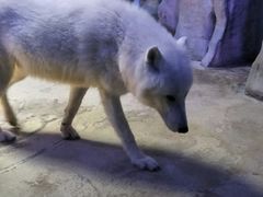 -芜湖新华联大白鲸海洋公园