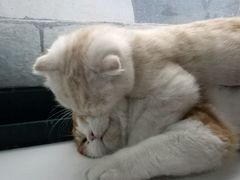-喵的天空名猫咖啡馆·撸猫·猫舍·用品