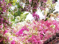 -深圳国际园林花卉博览园