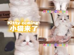 -小猫来了·猫舍(红山六九七九店)