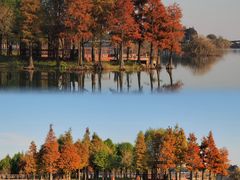 -贡湖湾湿地公园