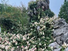 -芥子园