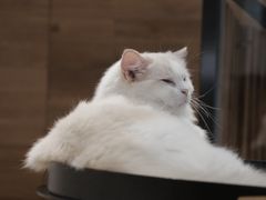 -瞄一喵猫咖(格力海岸店)