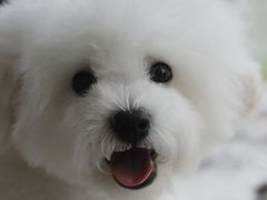 -翊宠yipet猫狗购宠庄园犬舍•猫舍