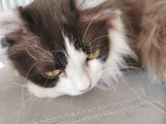 -米宠家·撸猫猫咖小萌宠·猫咪洗澡·猫咪寄养(高新大都荟店)