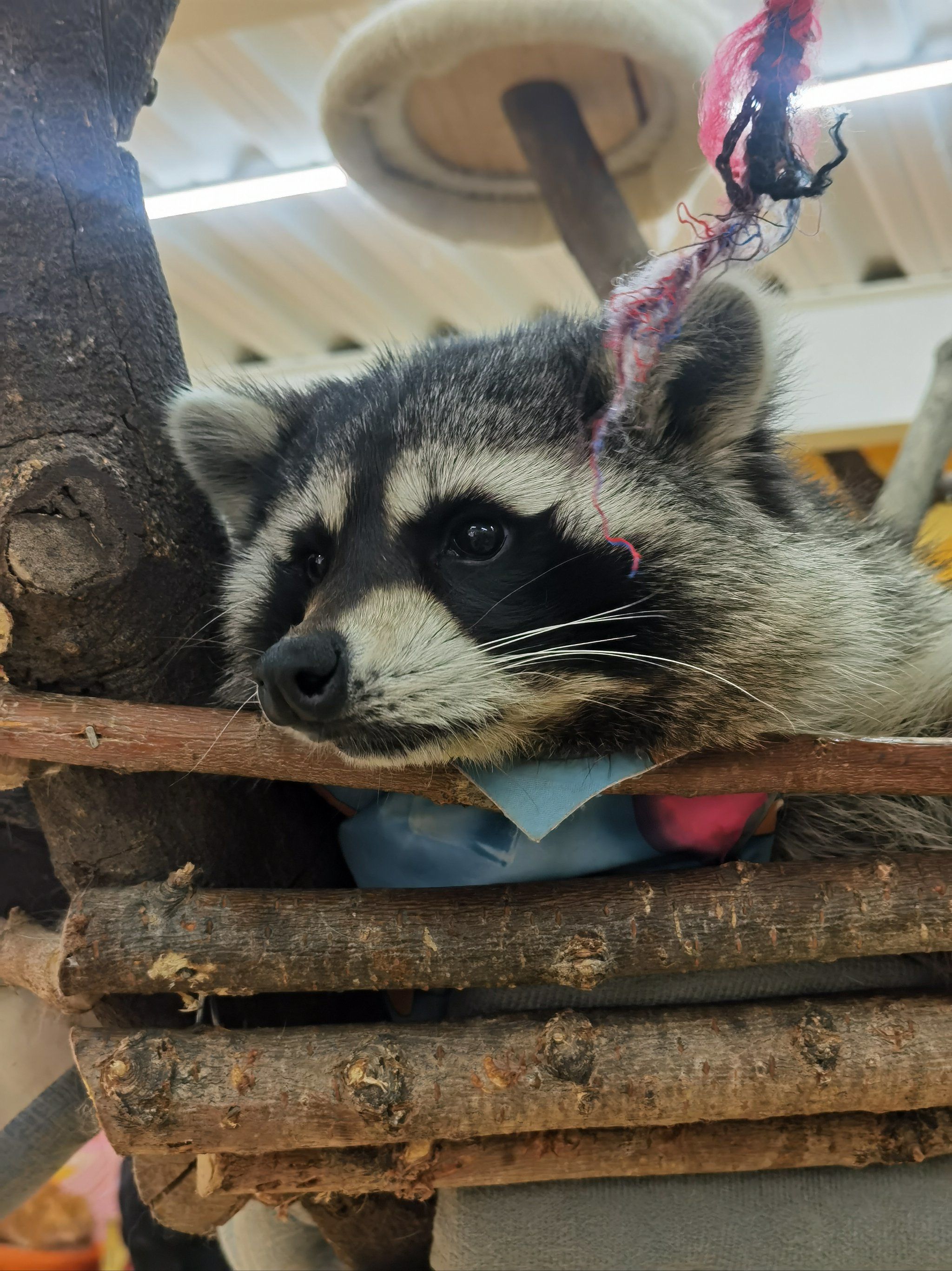 小浣熊,猫猫狗狗,各种蛇,花枝鼠,蜜袋鼯,甚至还有蜥蜴
这些都是可以