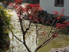 -芥子园