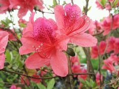 -南汇桃花村