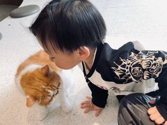-飞行喵MR PILOT|猫舍·猫咖(静安大融城店)