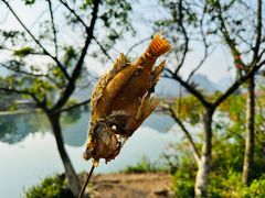 -靖西鹅泉风景区