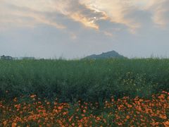 -光明小镇欢乐田园
