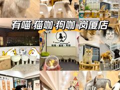 -有喵·猫咖·狗咖·30几只猫10只小狗(岗厦店)