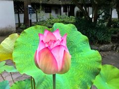 -上海醉白池公园