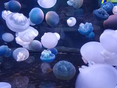 -芜湖新华联大白鲸海洋公园