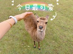 -奈良公园