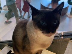 -飞行喵MR PILOT|猫舍·猫咖(静安大融城店)