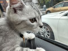 -艾吉宠物医院·疑难杂症转诊中心·猫友好(碧江路院)