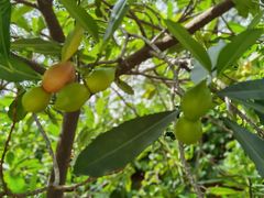 -广州神农草堂中医药博物馆