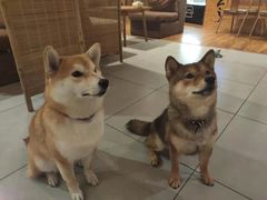 -柴务处·柴犬主题狗咖