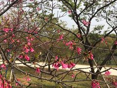 -天适樱花悠乐园