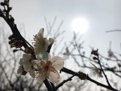 -香雪海