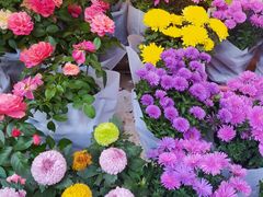 -曲阳花鸟市场(曲阳路店)