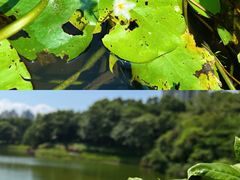 -深圳国际园林花卉博览园