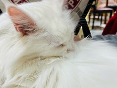 -猫小院猫主题餐厅(南锣旗舰店)